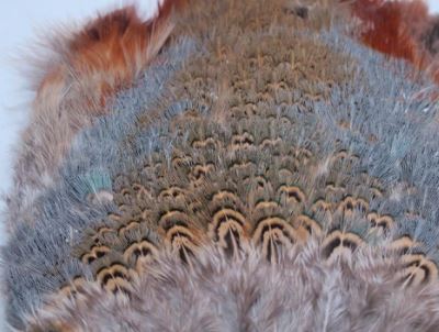 Fish Hunter Ringneck Pheasant Rump Patch - Image 4