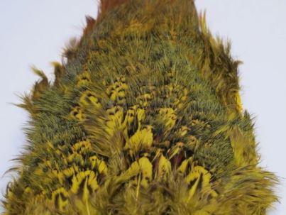 Fish Hunter Ringneck Pheasant Rump Patch - Image 6
