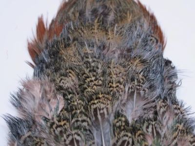 Fish Hunter Ringneck Pheasant Rump Patch - Image 9