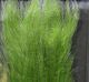 Polar Fiber Streamer Brush - Image 6