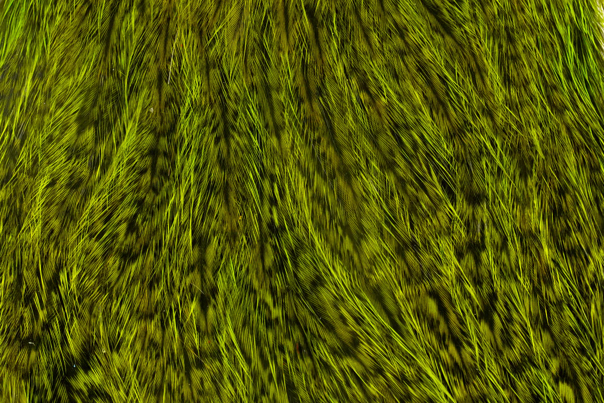 Coq de Leon Hen Cape - Image 3