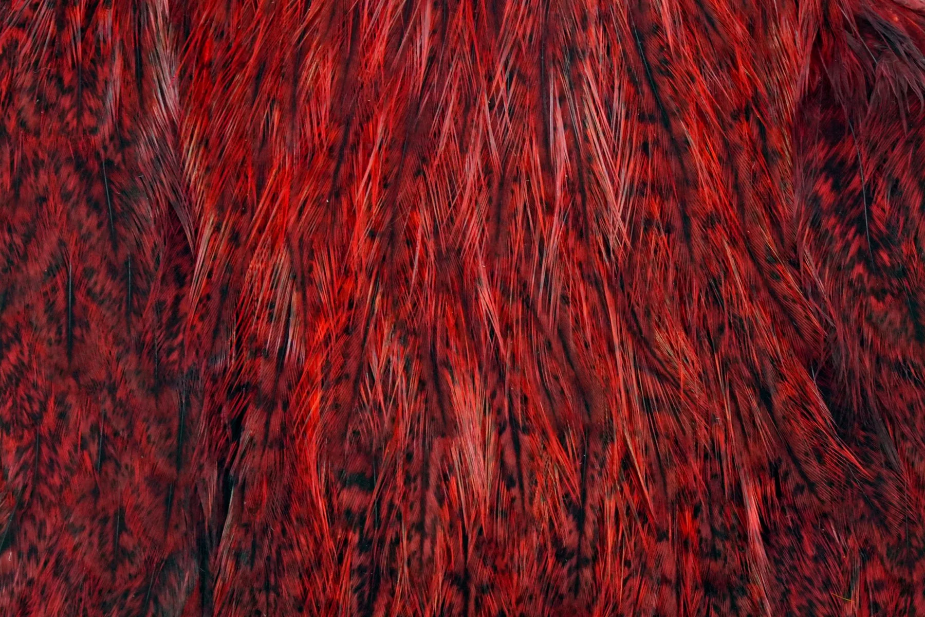 Coq de Leon Hen Cape - Image 5